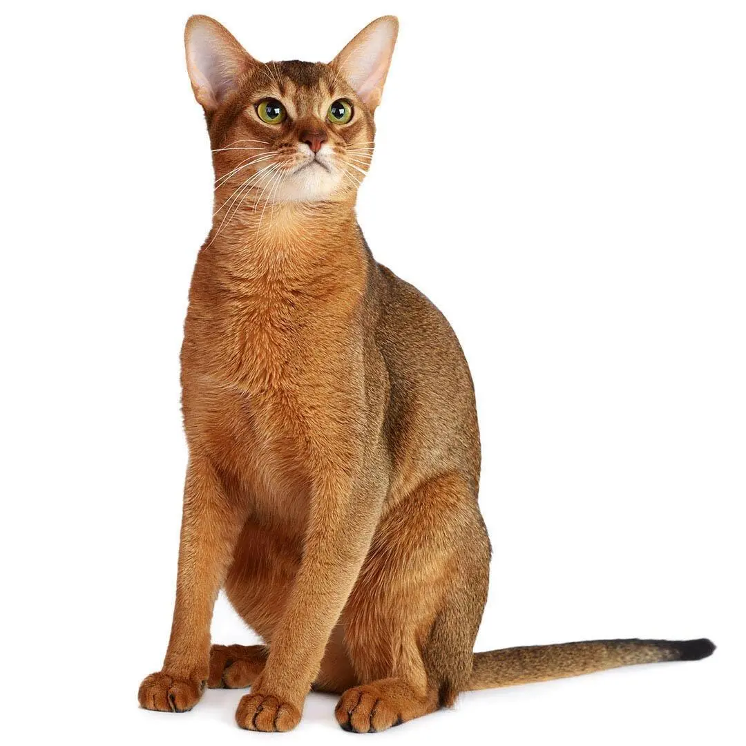 Abyssinian