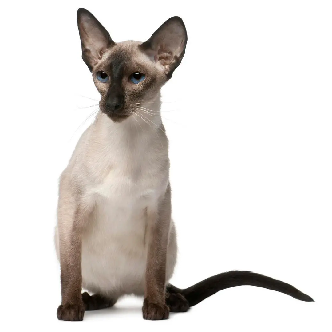 Balinese Cat