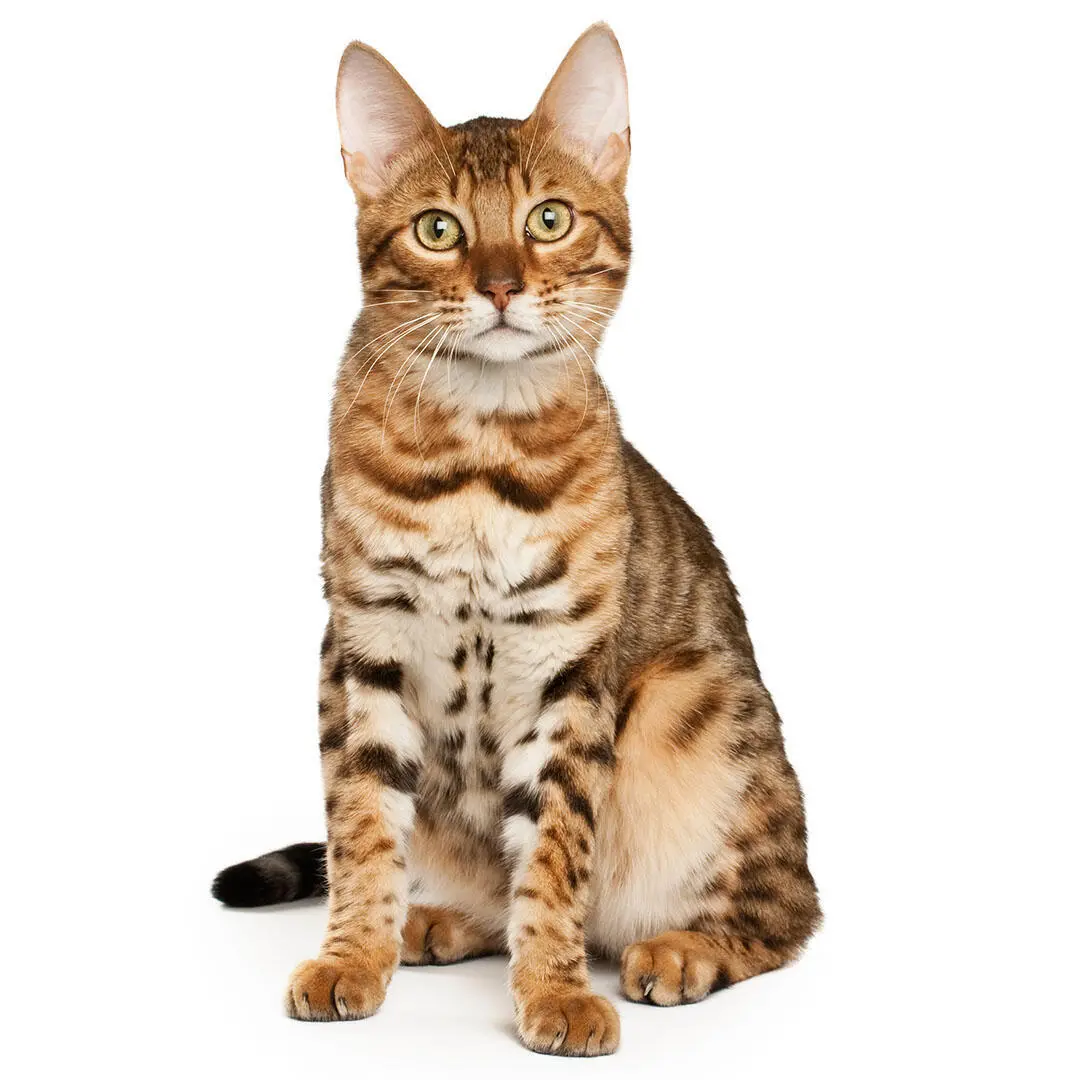 Bengal