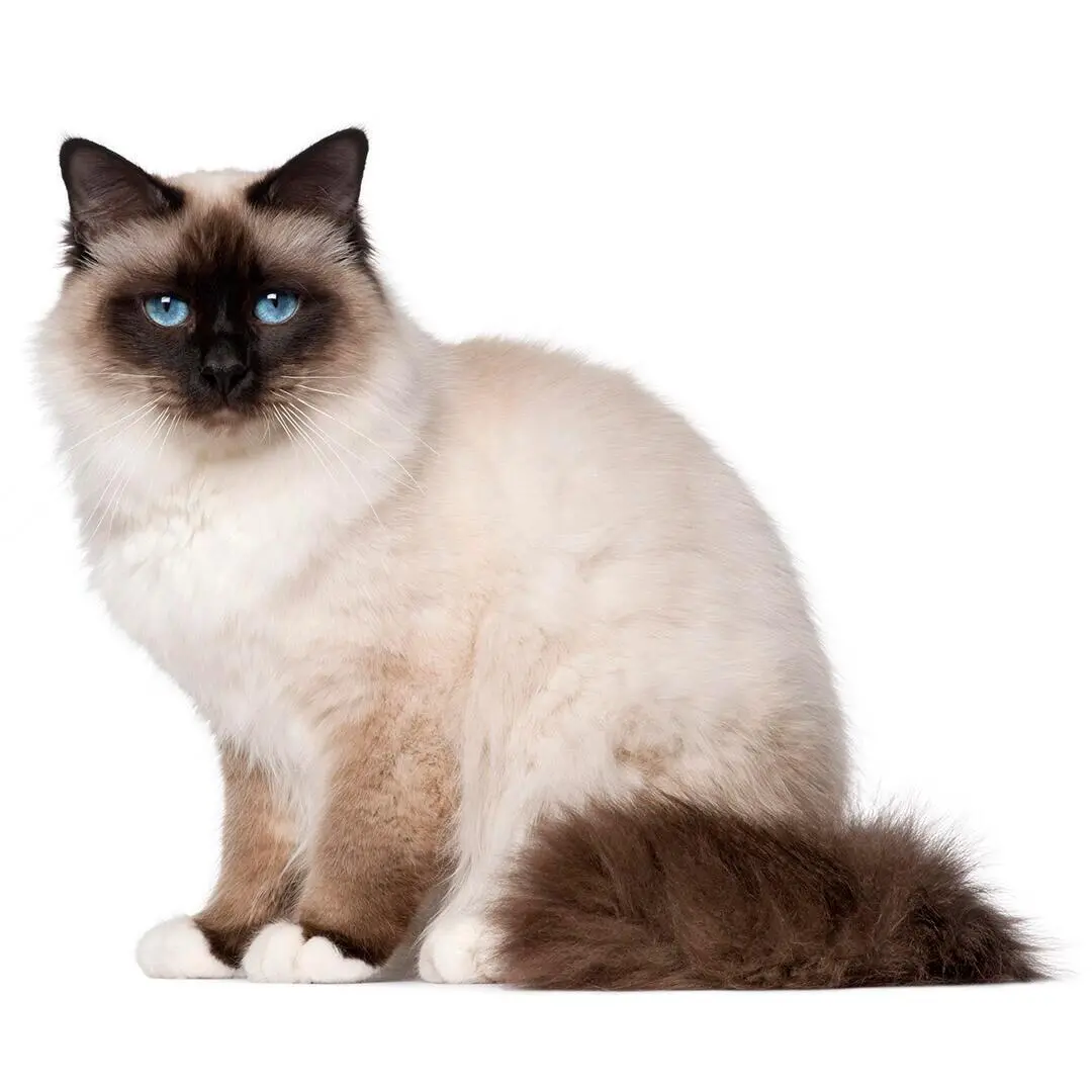 Birman Cat