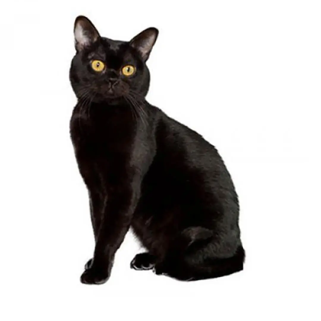 Bombay Cat