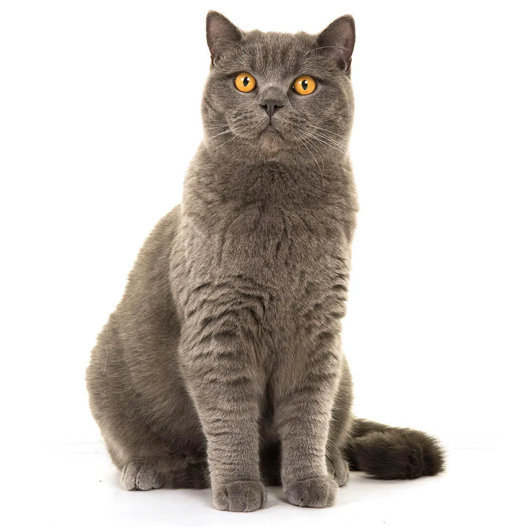 British Shorthair Cat