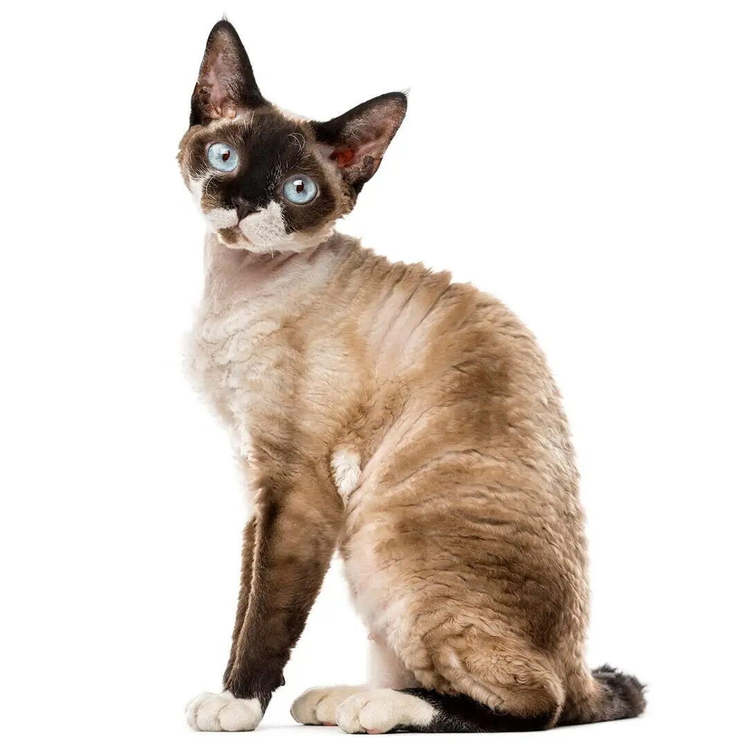 Devon Rex