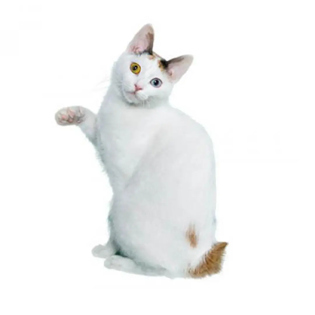 Japanese Bobtail Short Hair