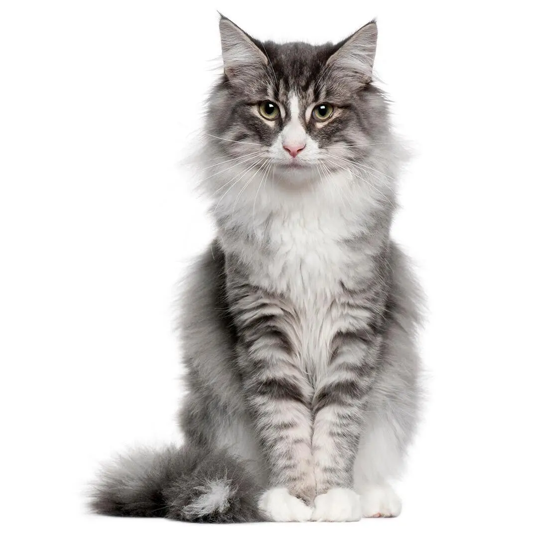 Norwegian Forest Cat