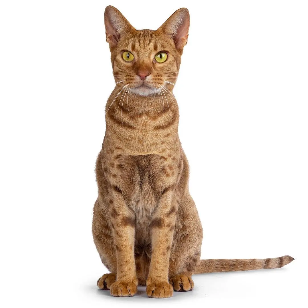 Ocicat