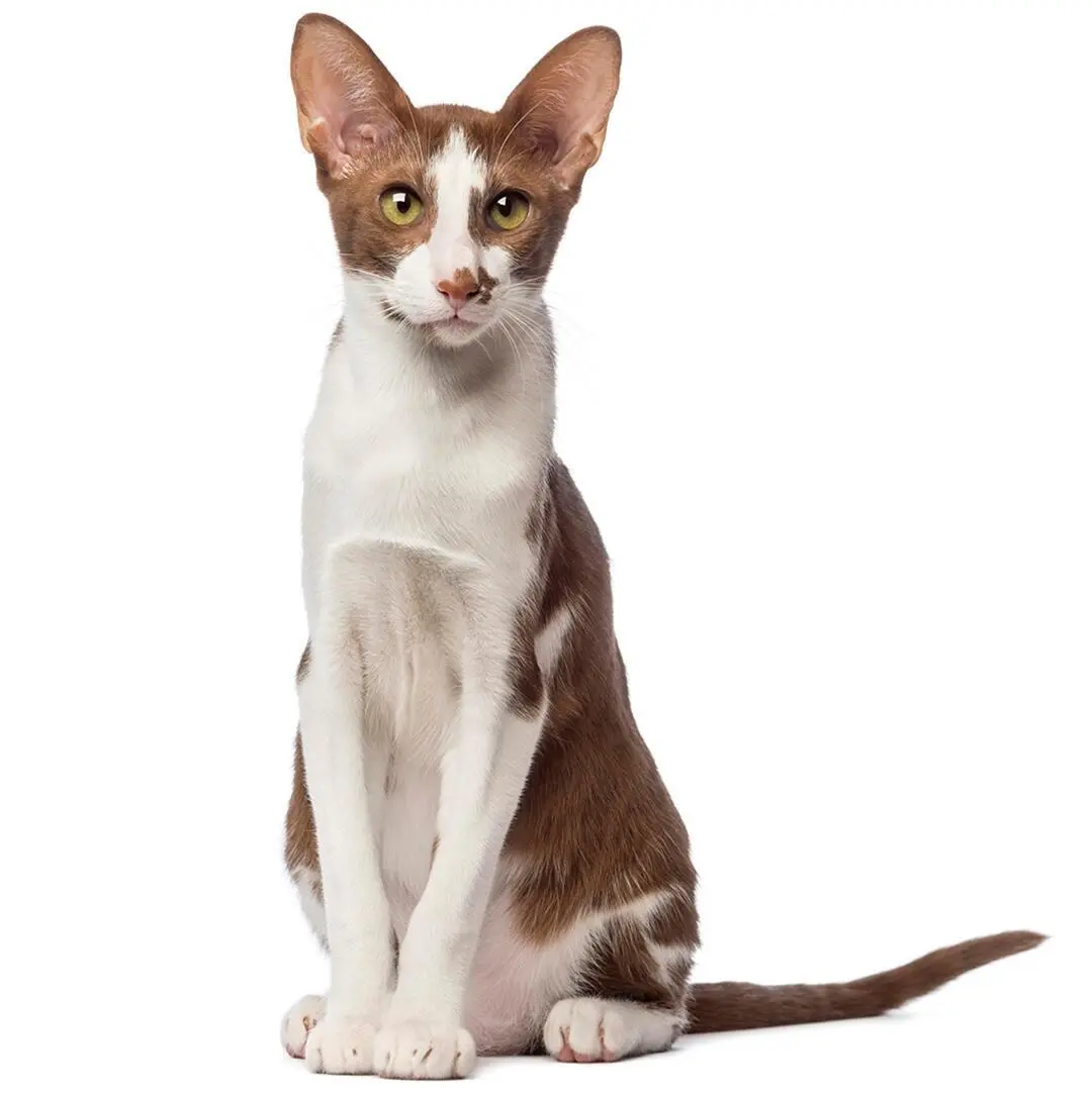 Oriental Shorthair