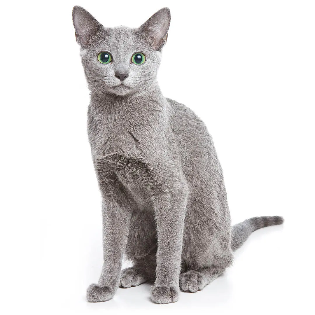 Russian Blue