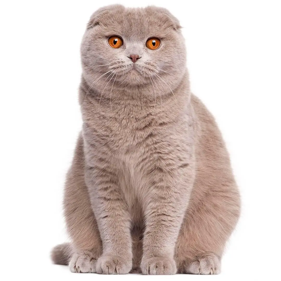 Scottish Fold