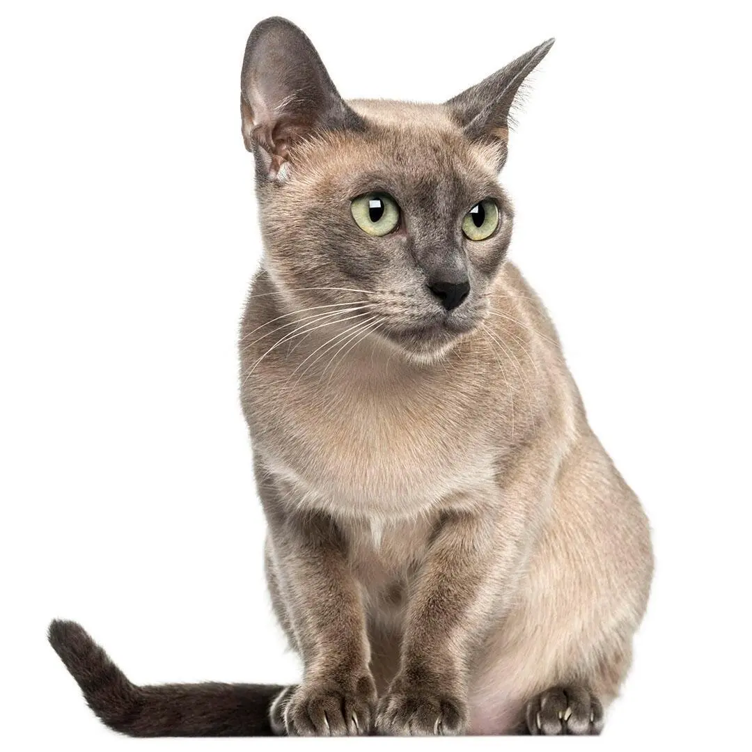 Tonkinese