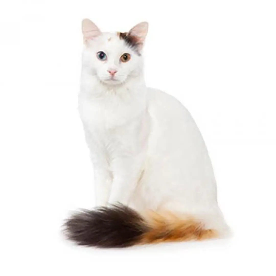 Turkish Van