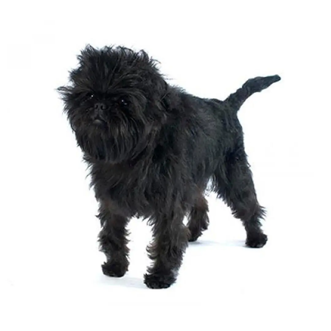 Affenpinscher