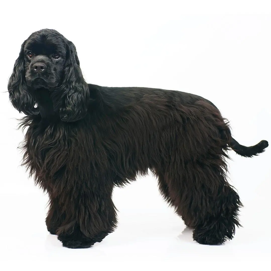 American Cocker Spaniel