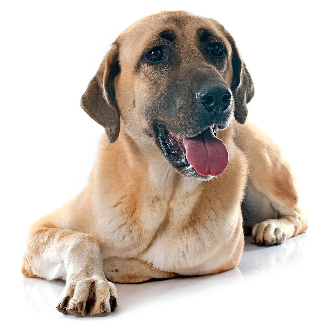 Anatolian Shepherd Dog