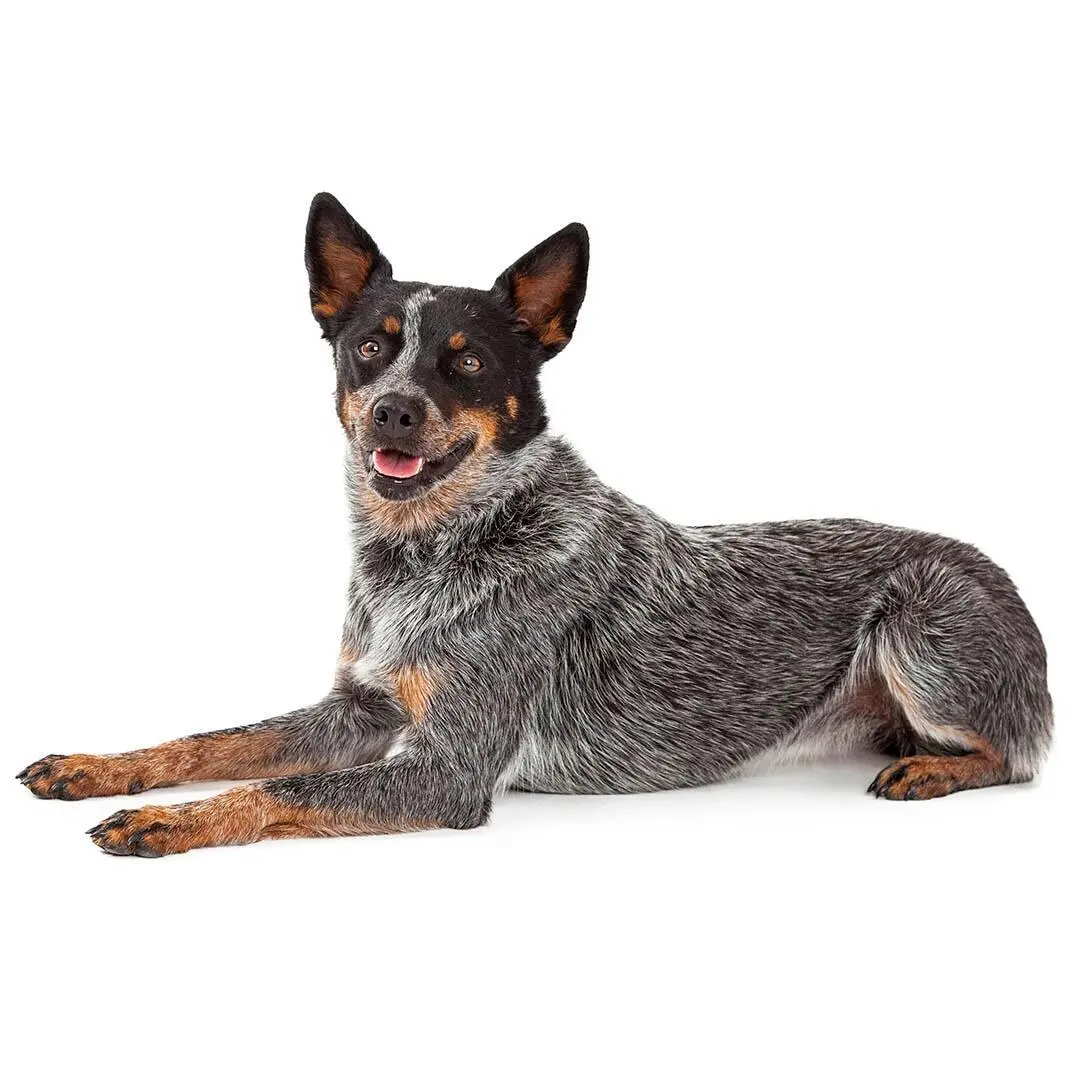 Australian Cattle Dog