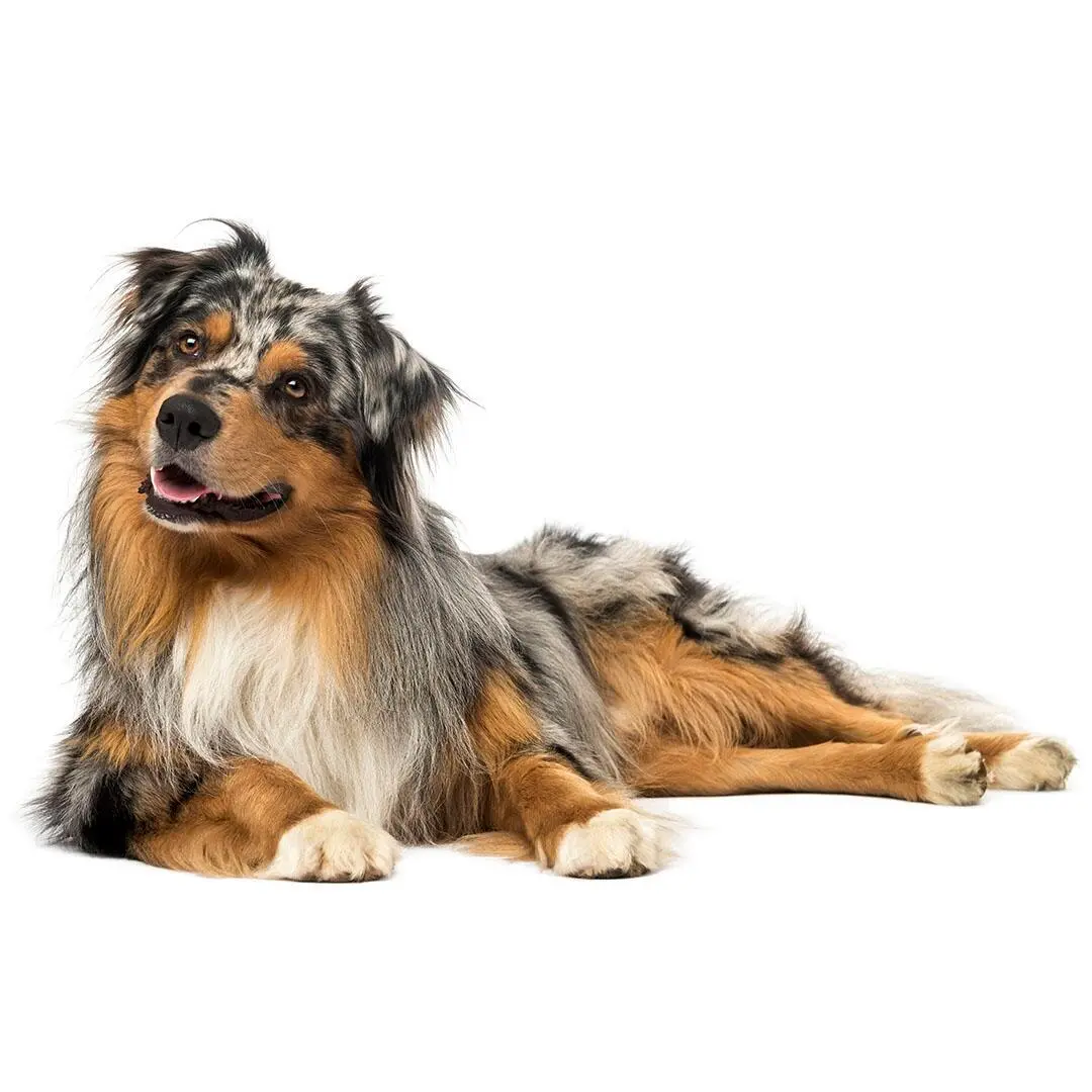 Australian Shepherd