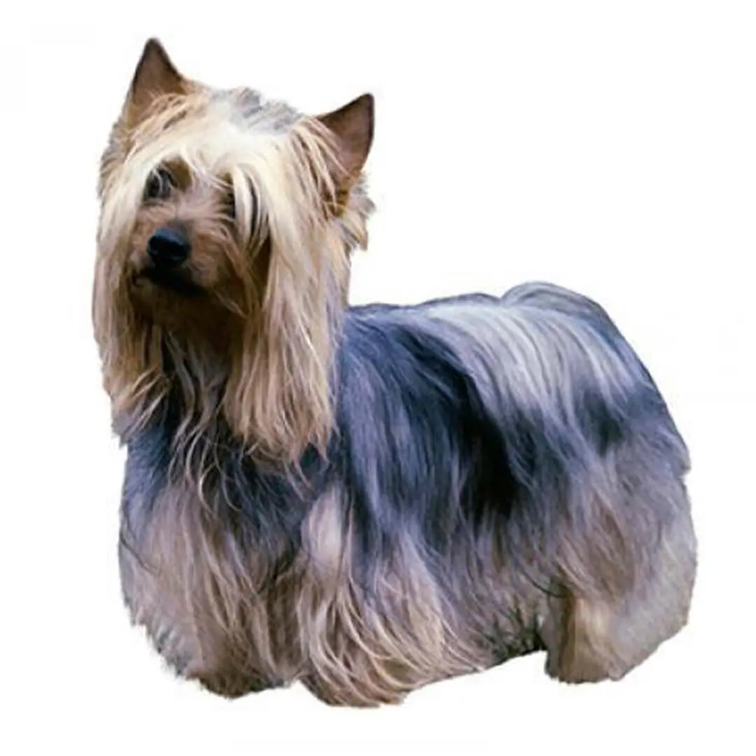 Australian Silky Terrier