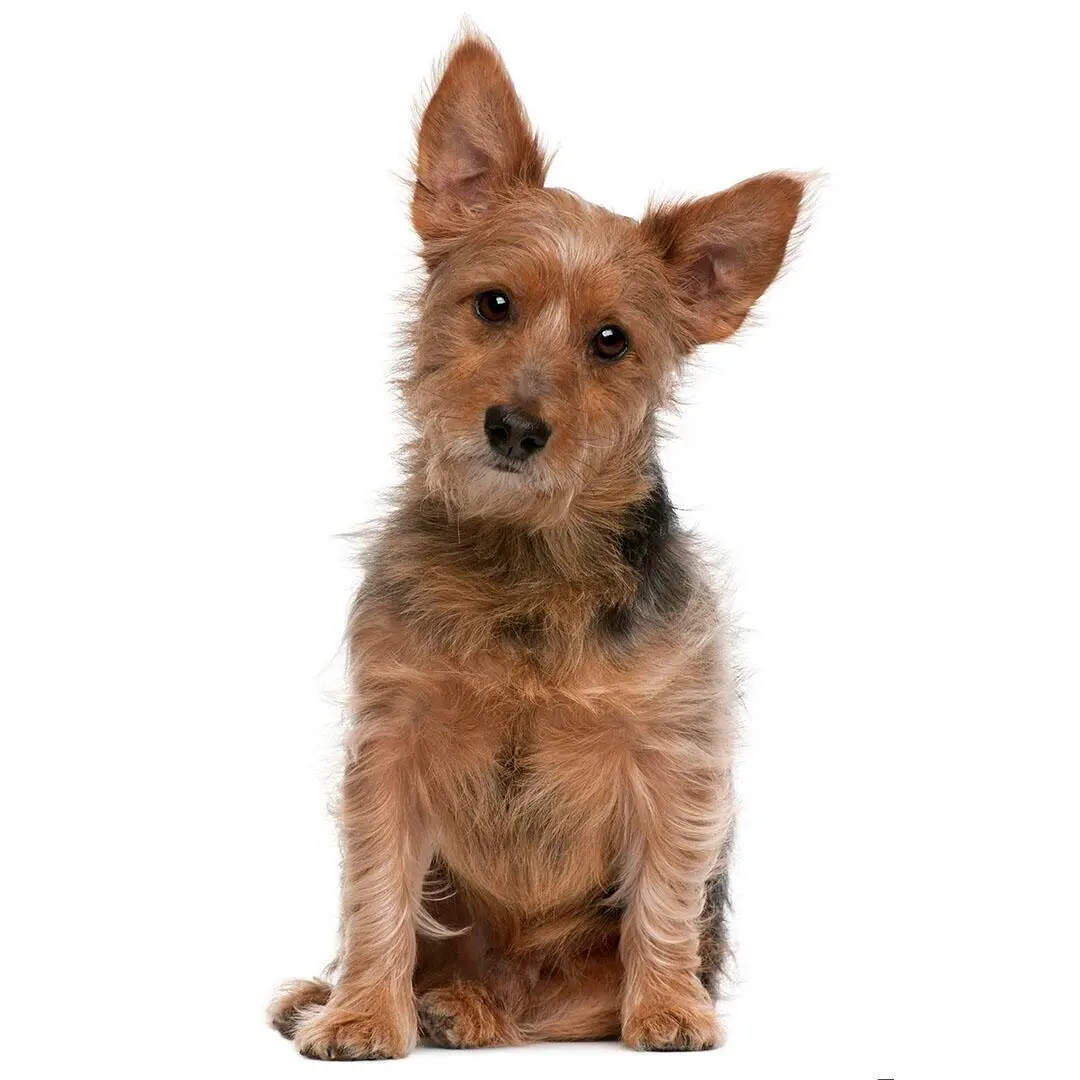 Australian Terrier