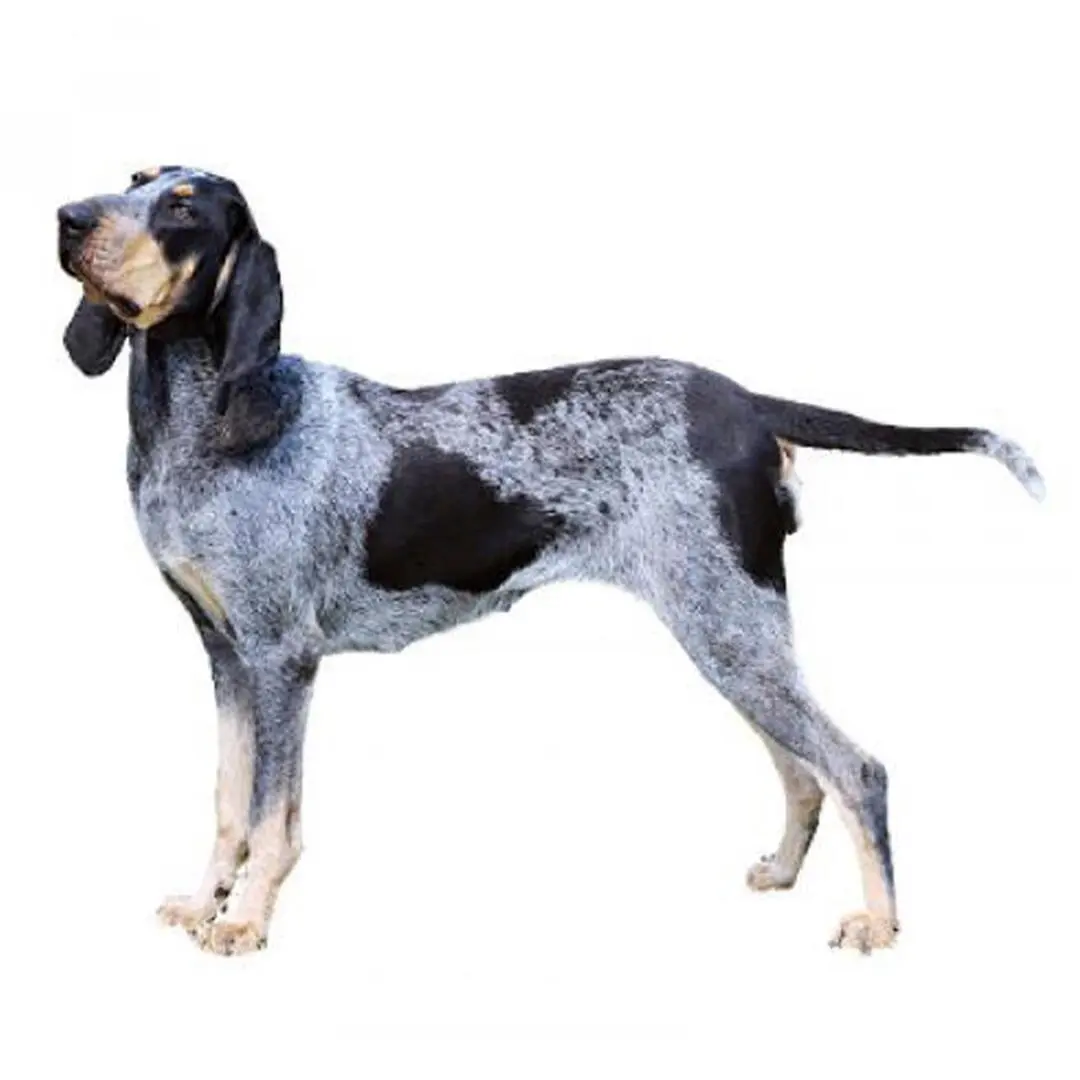 Basset Bleu de Gascogne