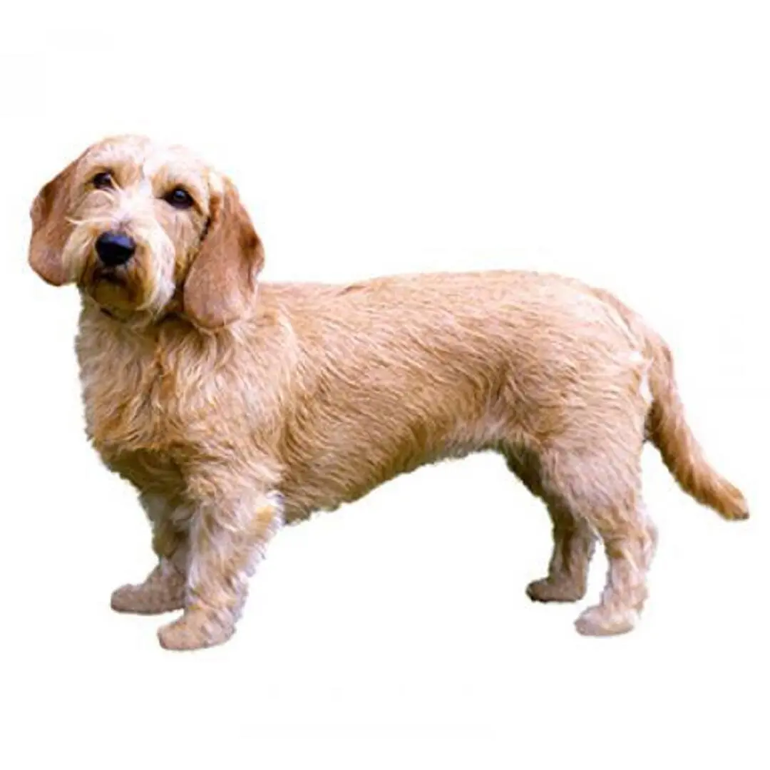 Basset Fauve de Bretagne