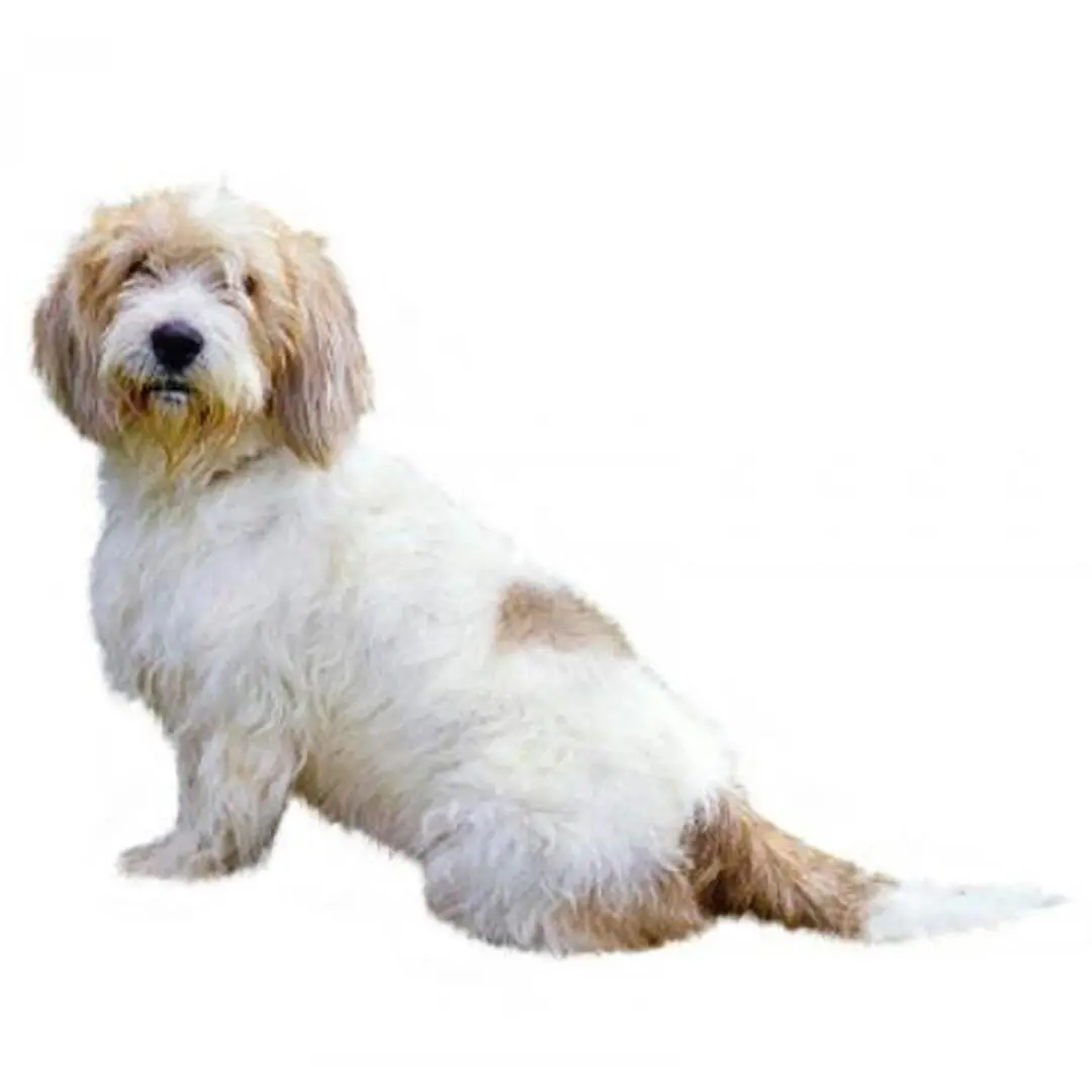 Petit Basset Griffon Vendeen