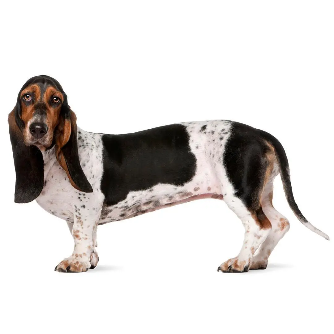 Basset Hounds