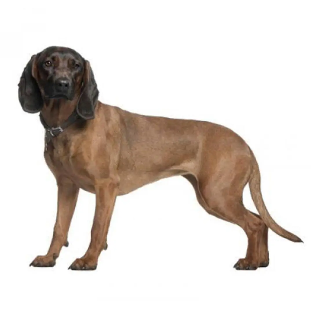 Bavarian Mountain Hound