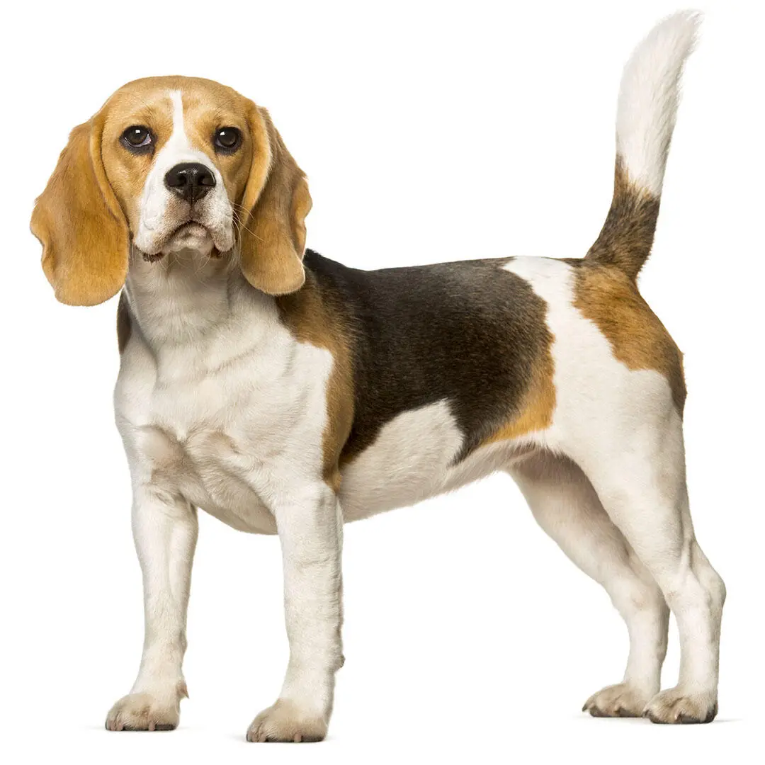 Beagle