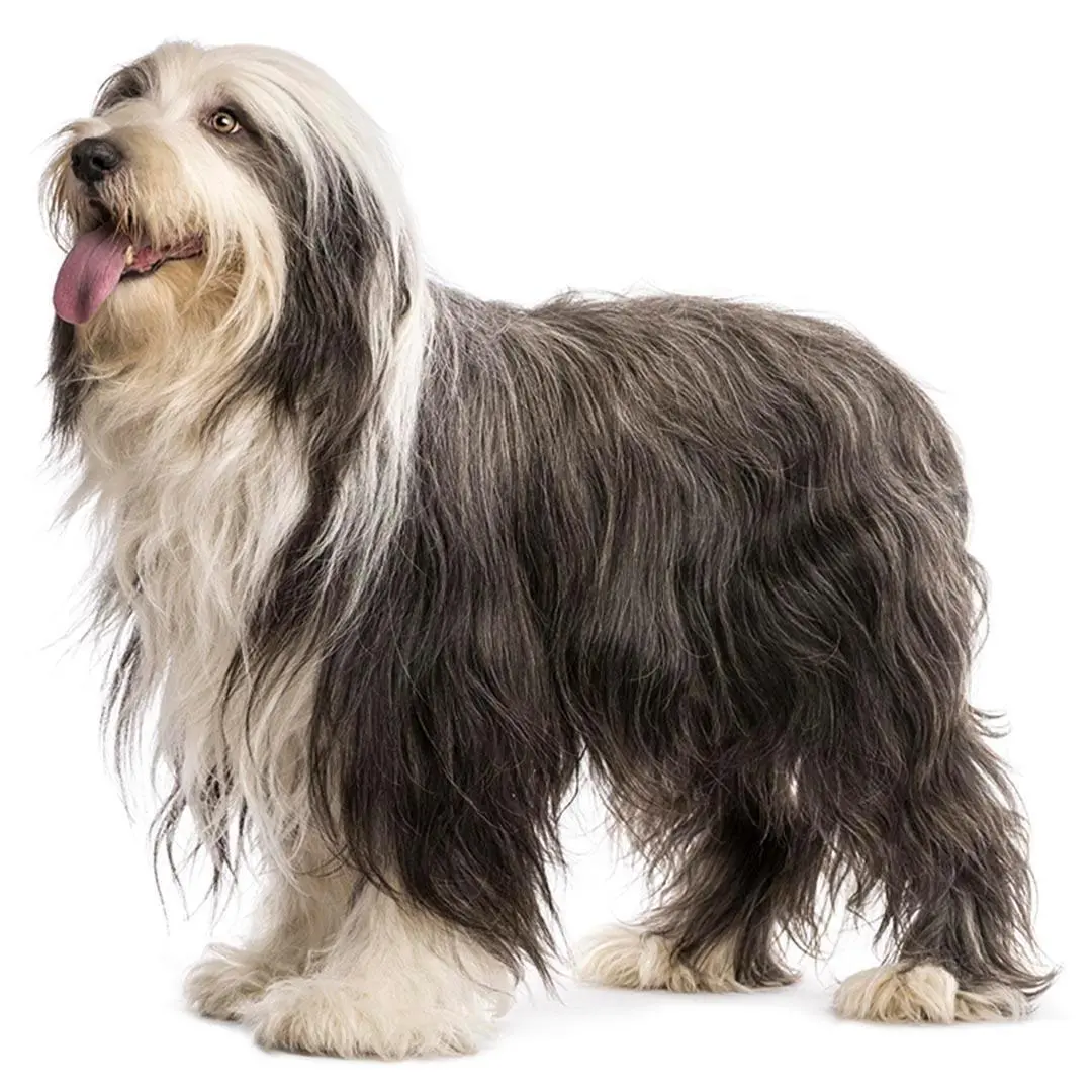 Bearded Collie