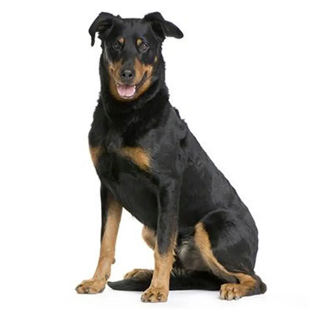 Beauceron