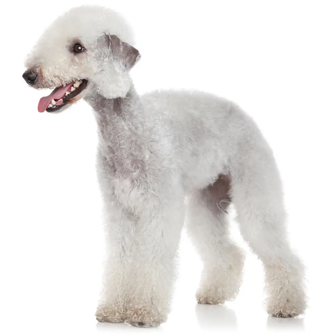 Bedlington Terriers