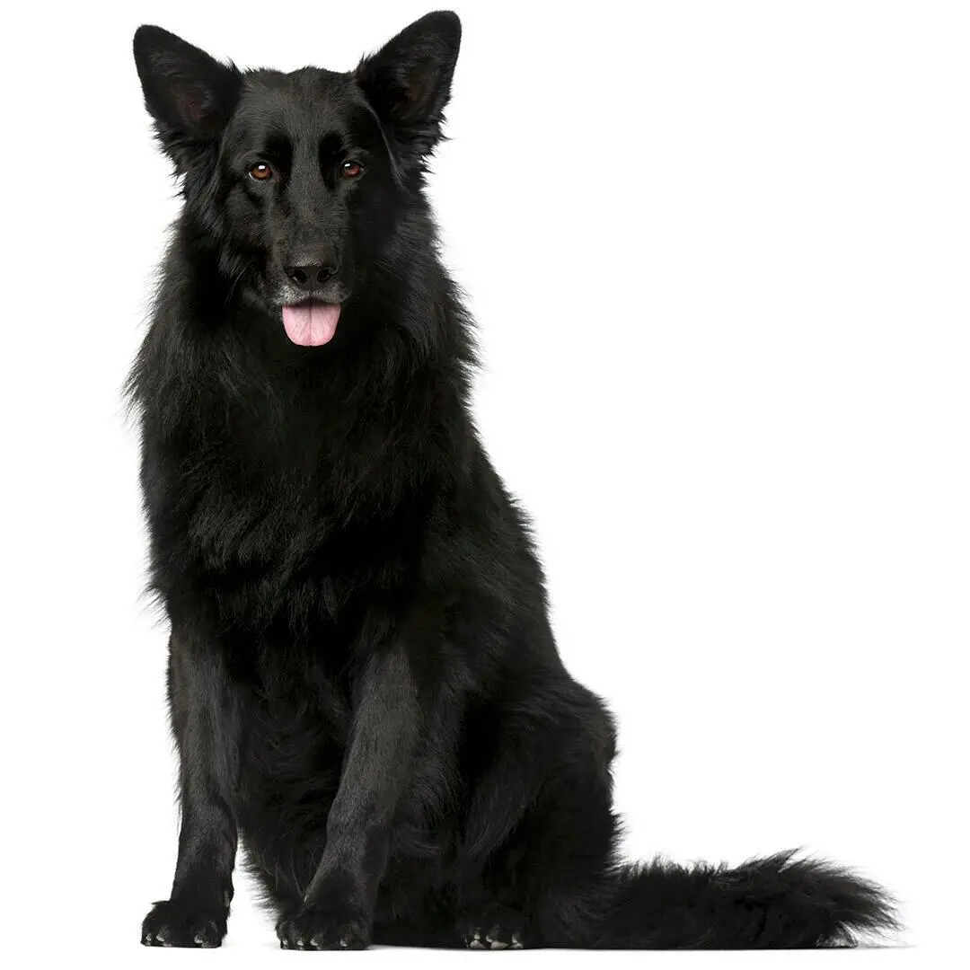 Belgian Shepherd Dog Groenendael