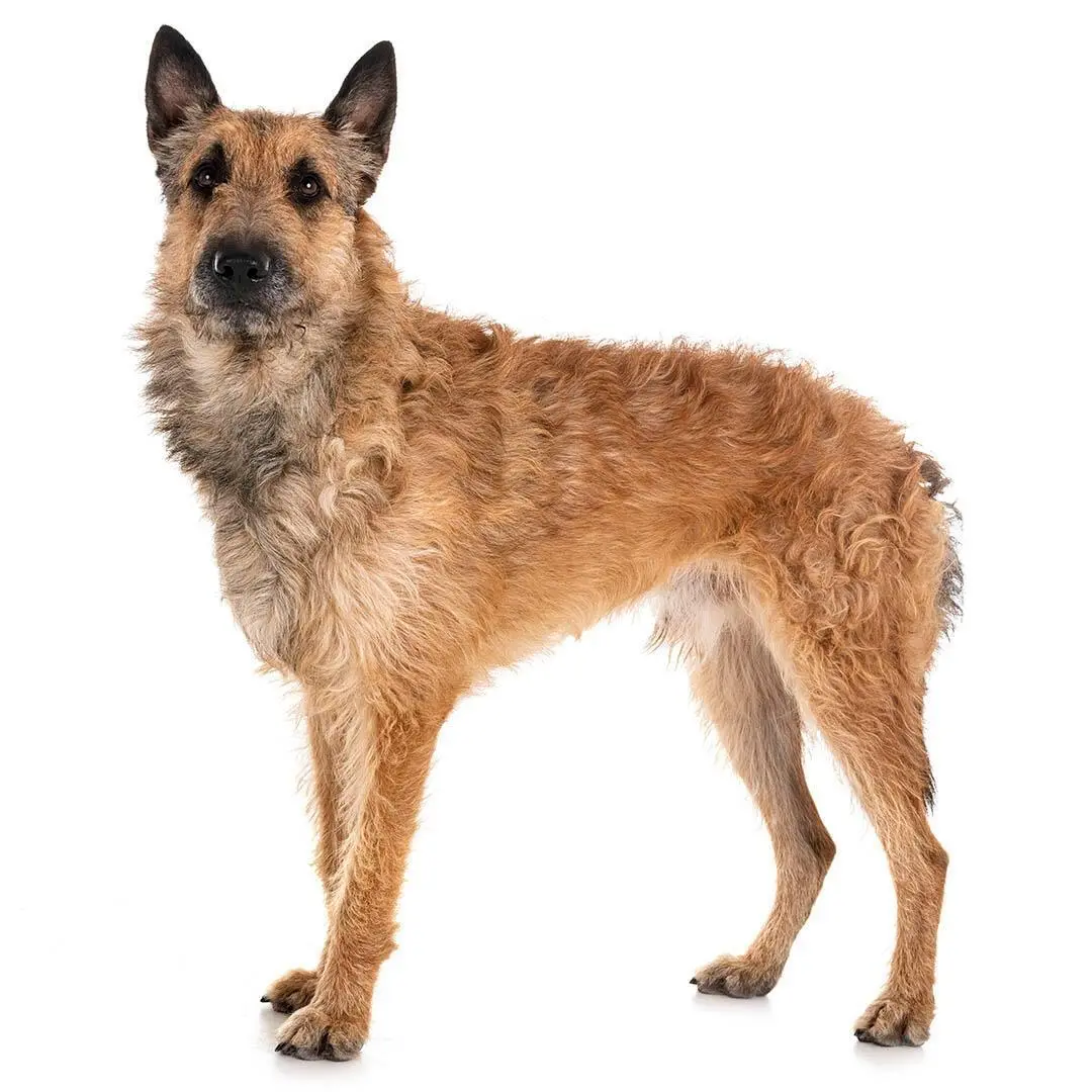 Belgian Shepherd Dog Laekenois