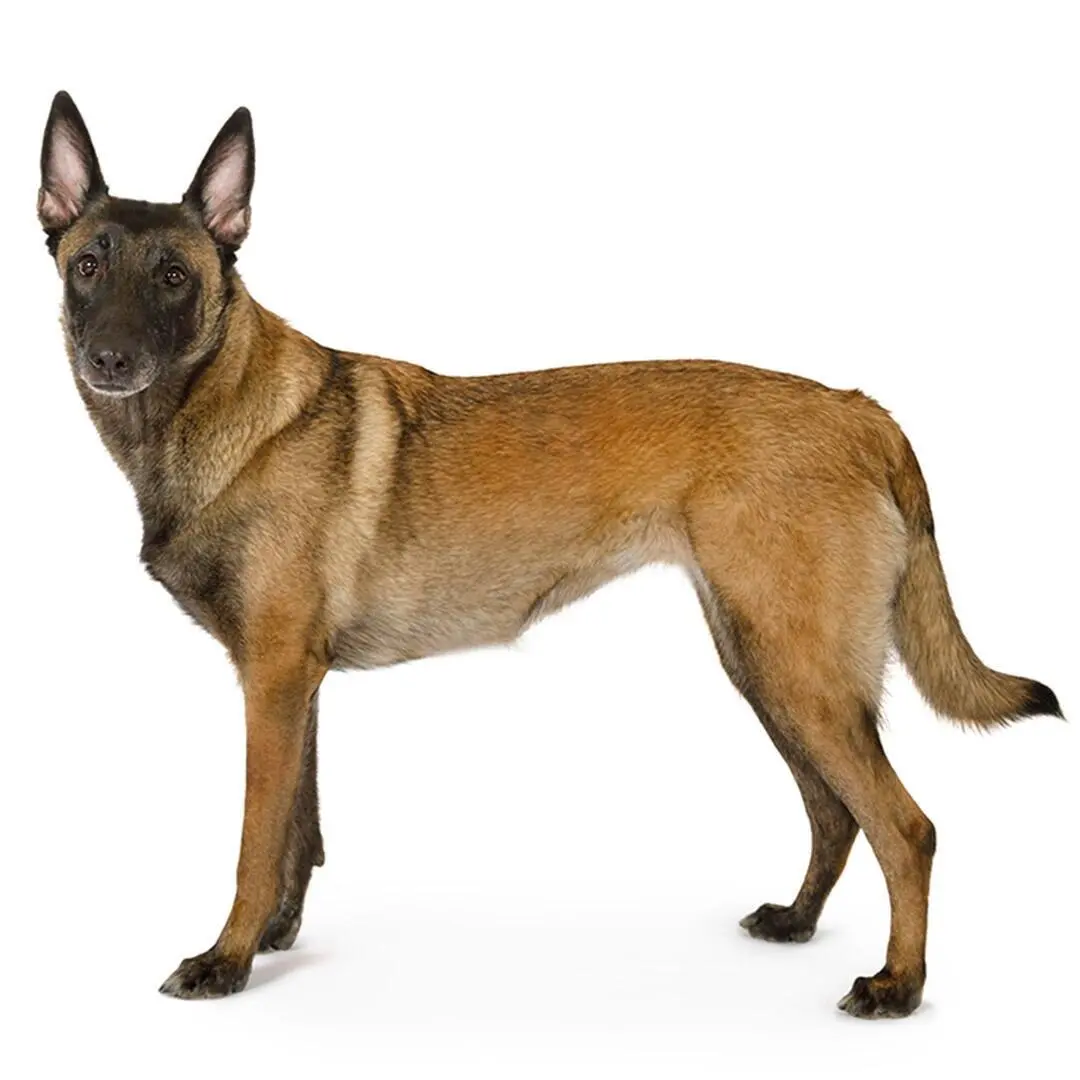 Belgian Shepherd Dog Malinois