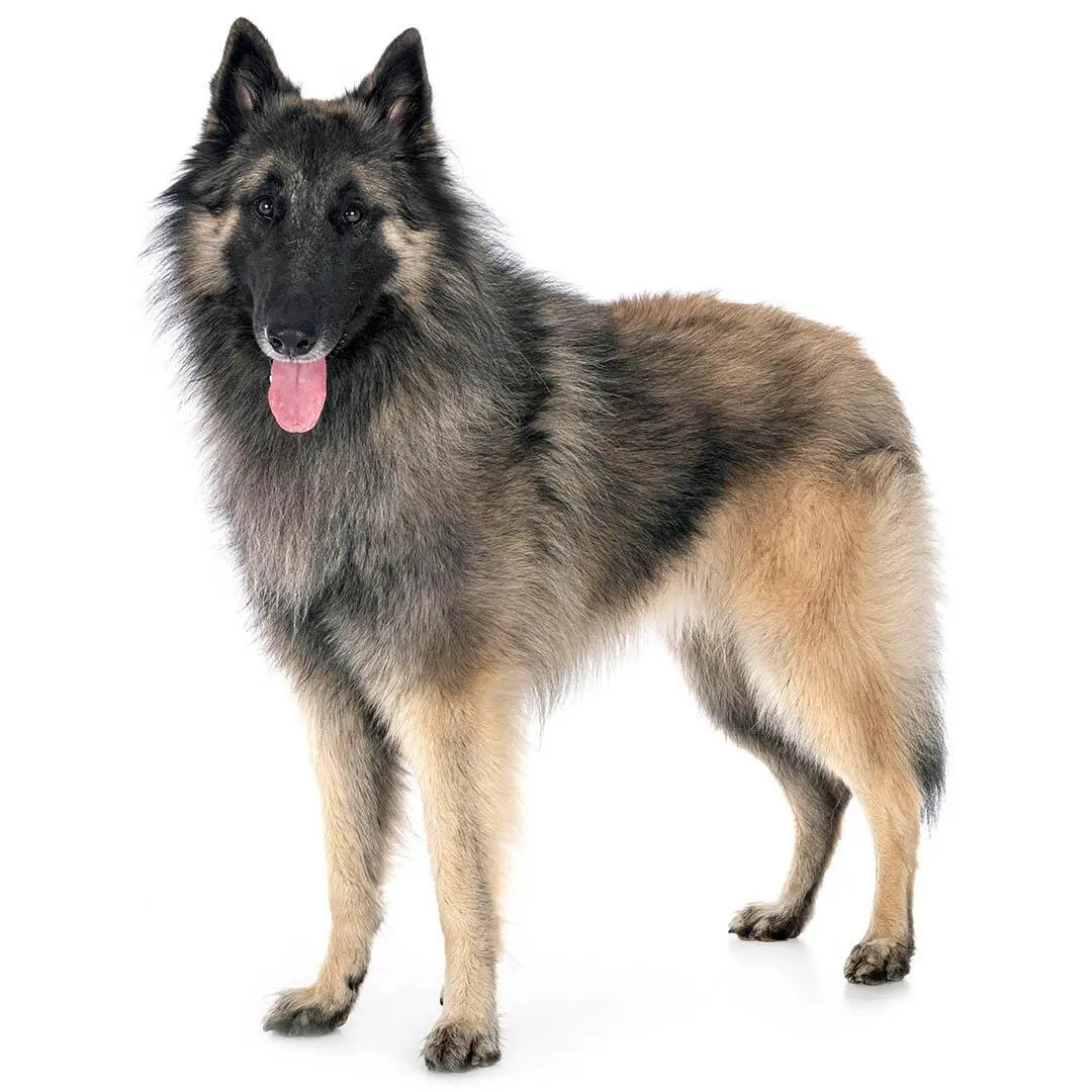 Belgian Shepherd Dog Tervueren