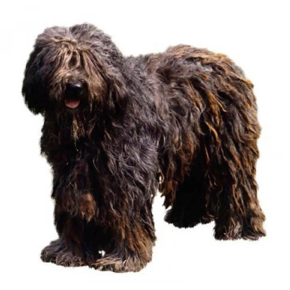 Bergamasco