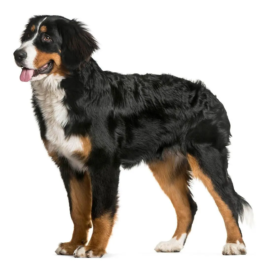 Bernese Mountain Dog