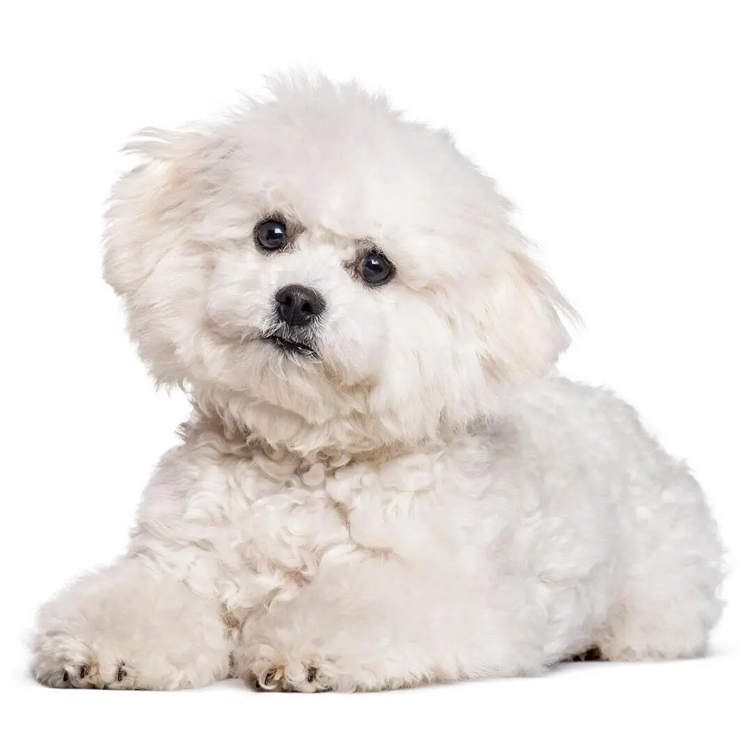 Bichon Frise