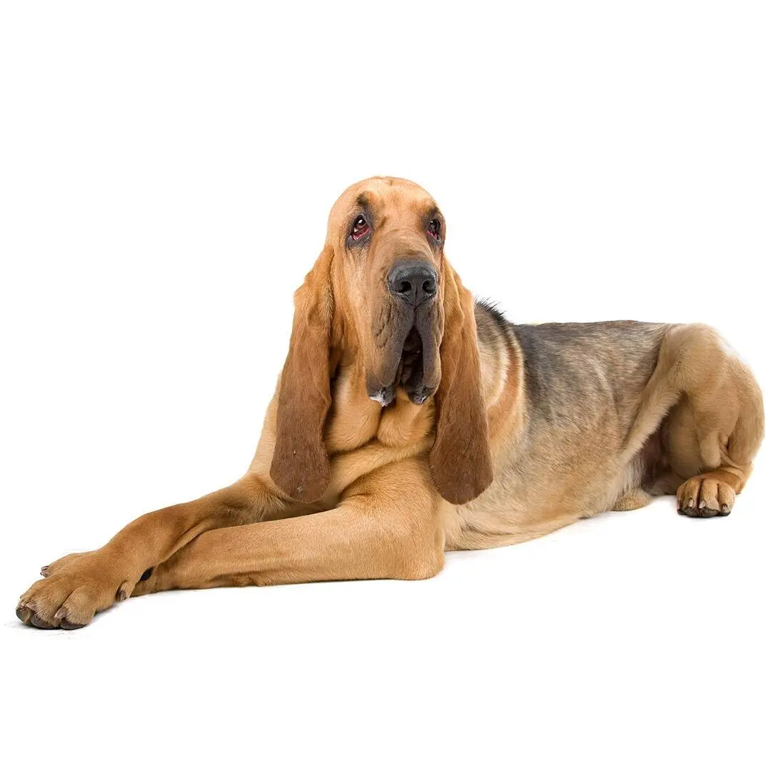 Bloodhound