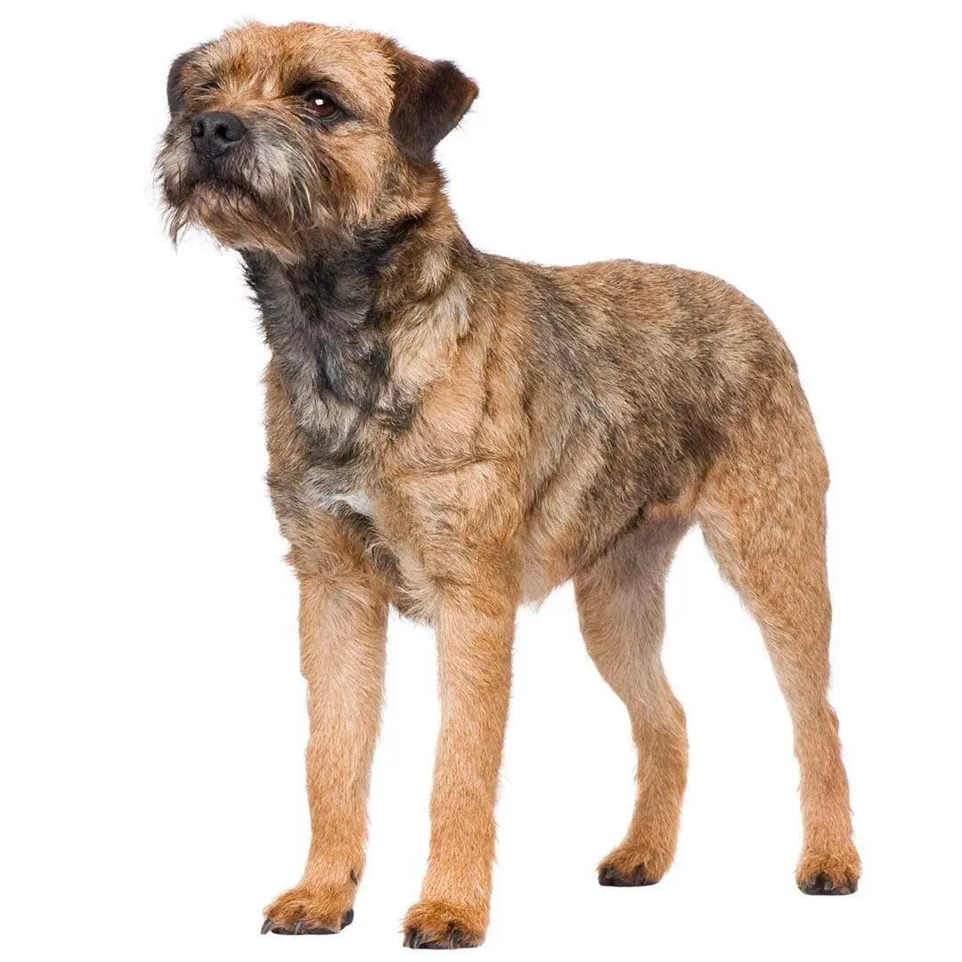 Border Terrier