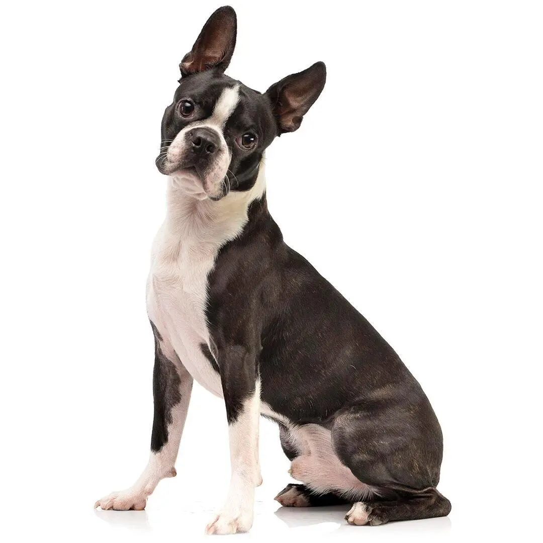 Boston Terrier