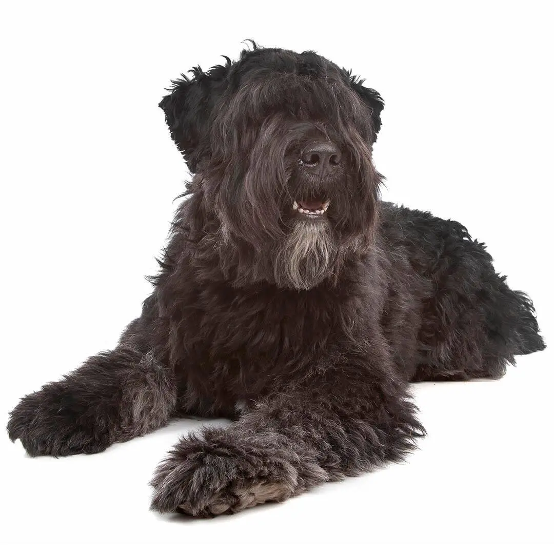 Bouvier des Flandres