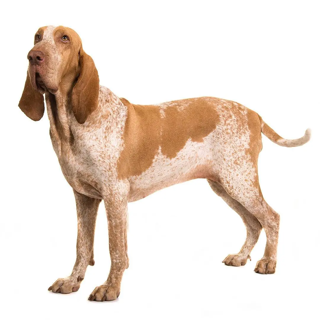 Bracco Italiano