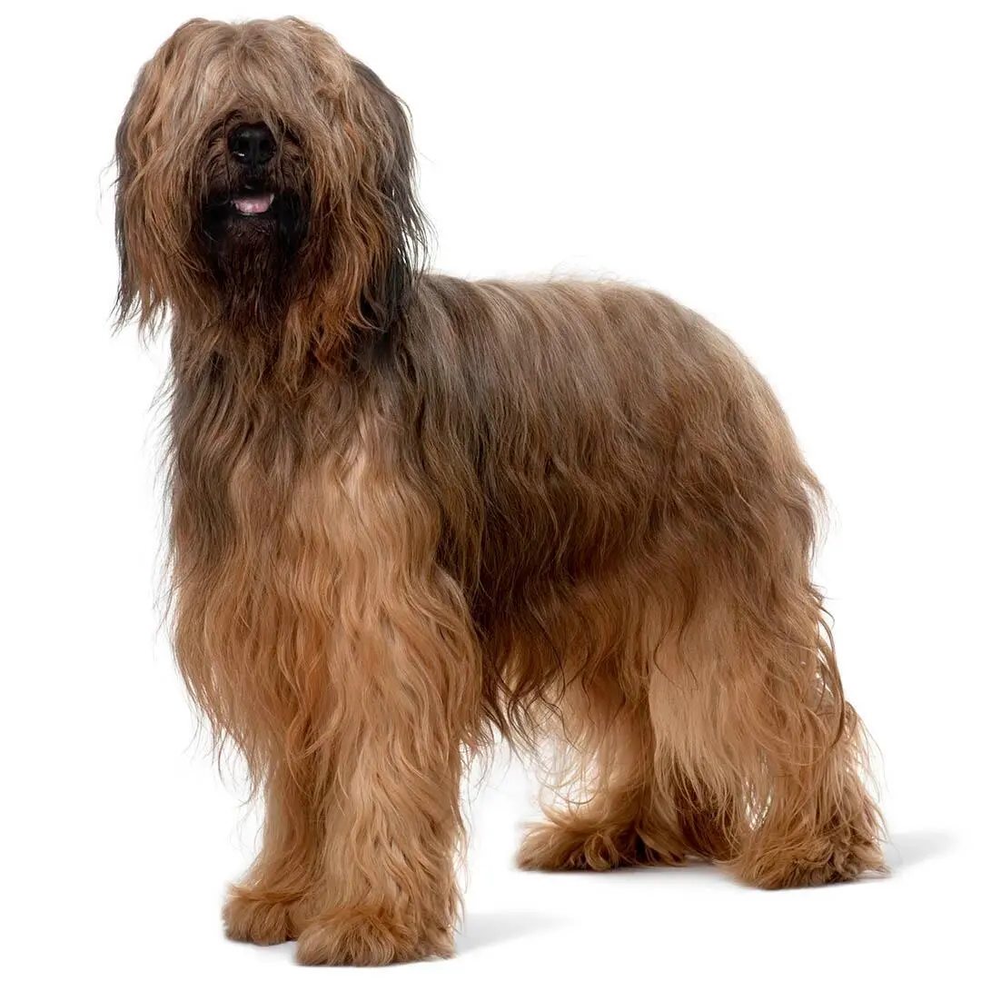 Briard