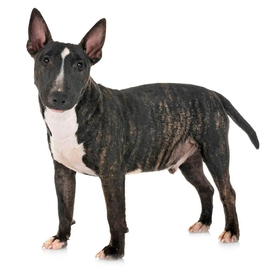 Miniature Bull Terriers