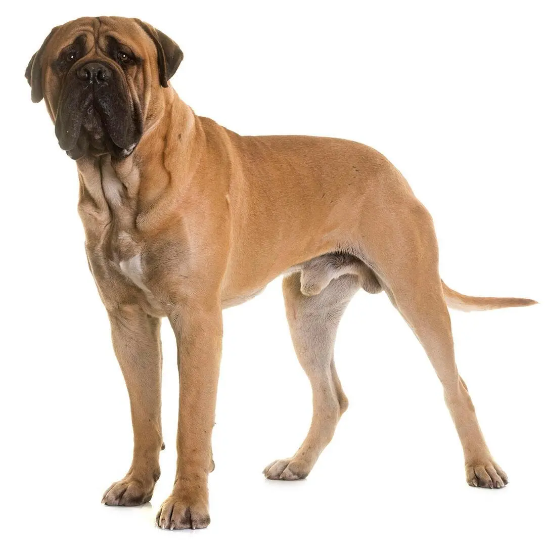 Bullmastiff