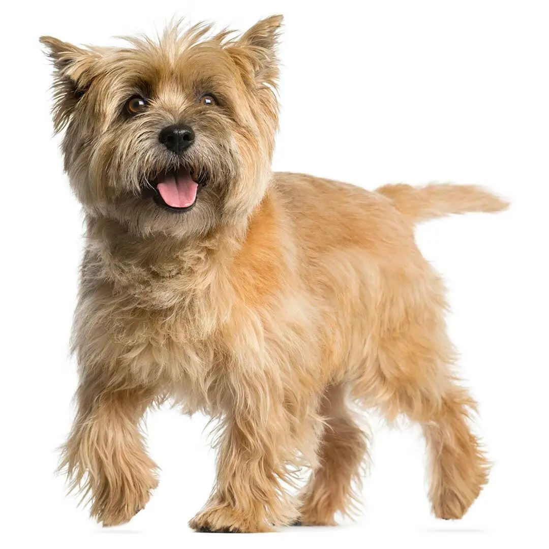 Cairn Terrier