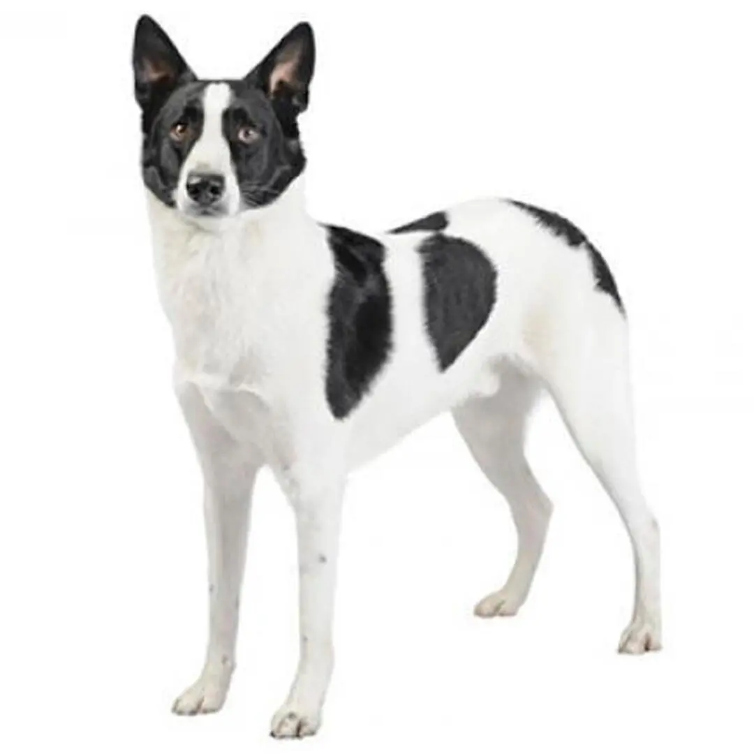 Canaan Dog