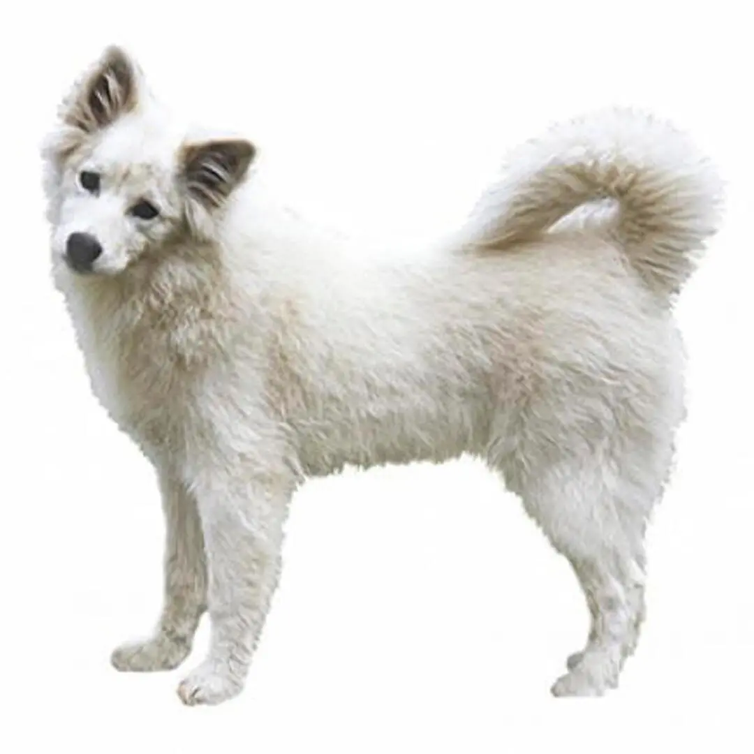 Canadian Eskimo Dog