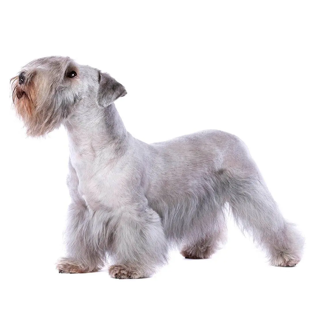 Cesky Terrier